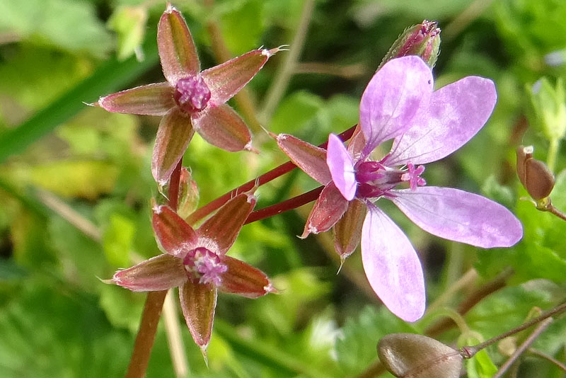 Erodium cicutarium - Geraniaceae